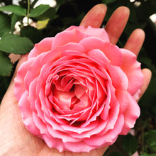 Load image into Gallery viewer, Rose Geranium + Sweet Orange Soap Bar
